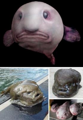 Прикрепленное изображение: ugliest_animals_2.jpg